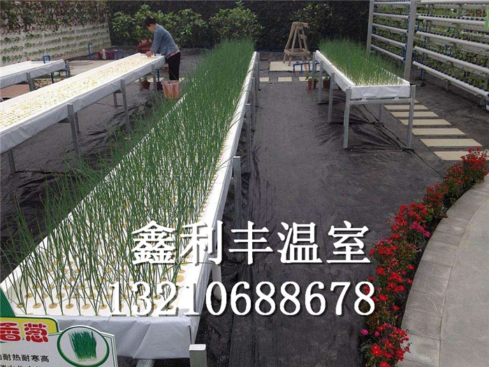 供應單層水培無土栽培設備