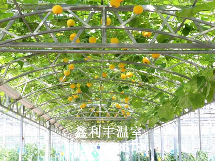 無土栽培現場案例