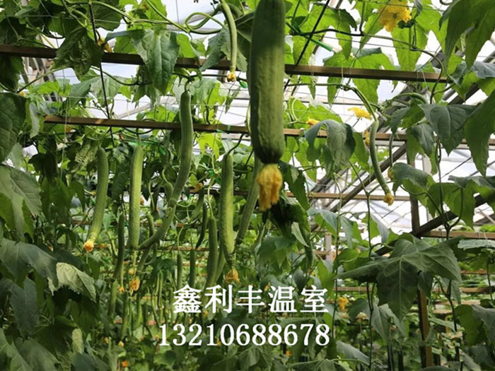 絲瓜無(wú)土栽培