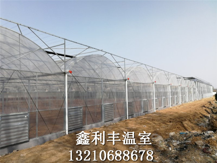 連棟薄膜育苗溫室現(xiàn)場
